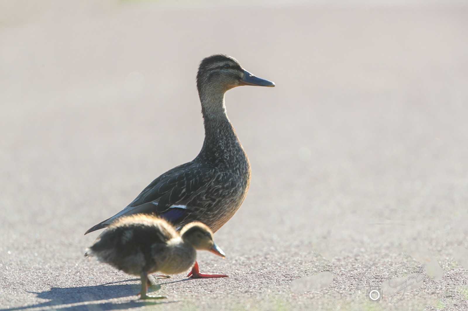 11 juni 2022 193808 1DX46941